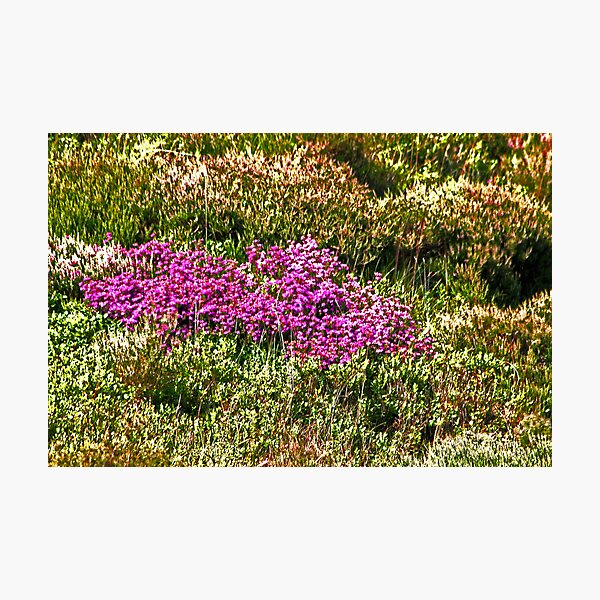 MOORLAND HEATHER Photographic Print