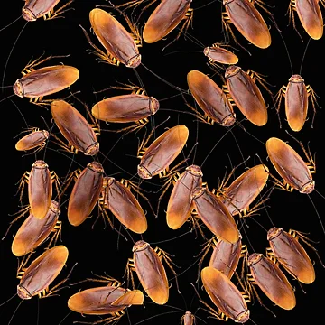 Artwork thumbnail, Cockroach Infestation by Slinky-Reebs