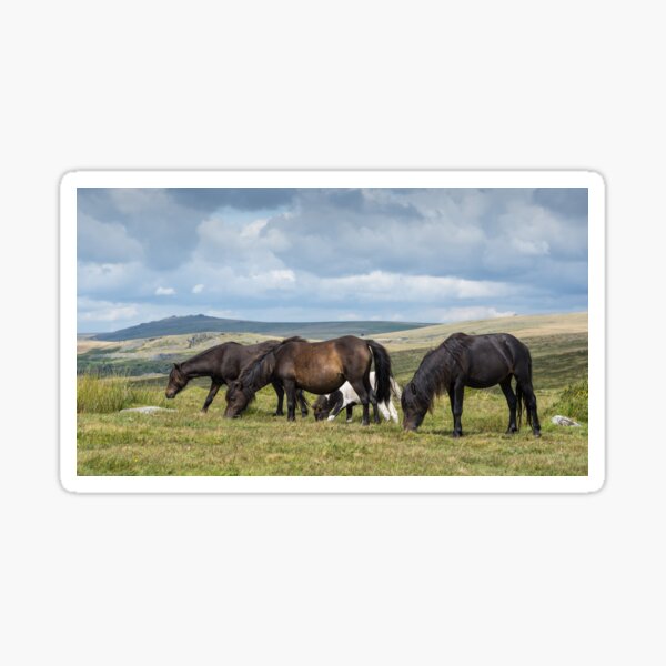 Dartmoor ponies Sticker