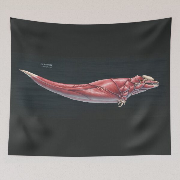 Item preview, Orcinus Orca Muscle Study designed and sold by Thedragonofdoom.
