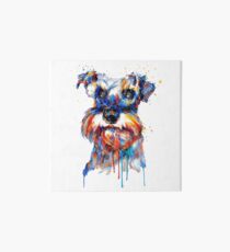 Schnauzer Kopf Galeriedruck