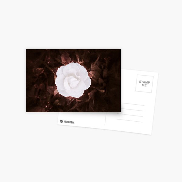 Rose blanche, romantique Carte postale