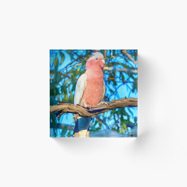 Artikelvorschau, Galah entworfen und verkauft von mhall.