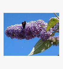 Butterfly on the Buddleja Photographic Print