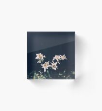 Bloque acrílico Edelweiss