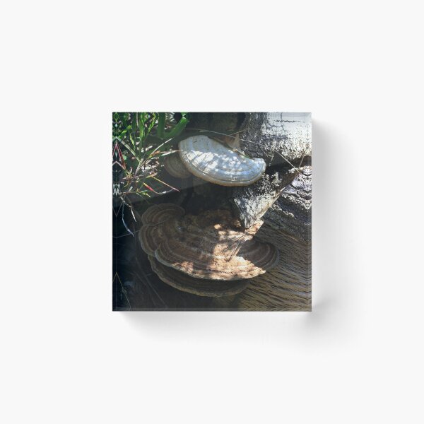 Item preview, Brown Fungii  designed and sold by KazM.