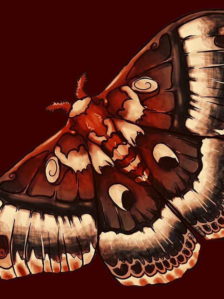Cecropia Moth by leebradford