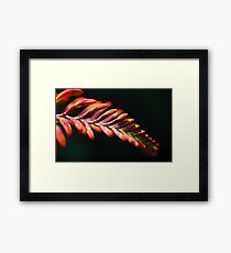 Macro Framed Print