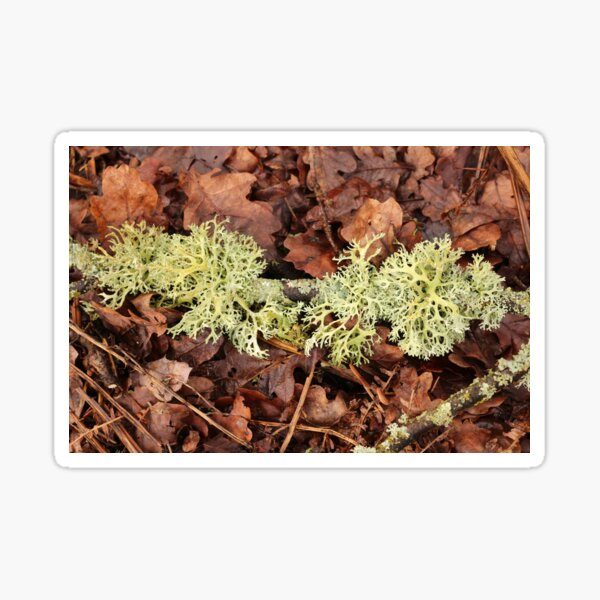 Item preview, Lichen on leaves designed and sold by pinkal.