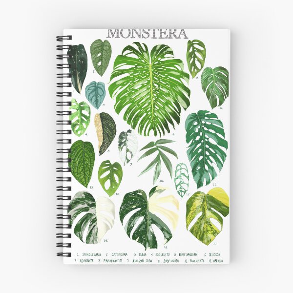 Item preview, Monstera | Types of Monstera | Plant Lover print designed and sold by meechu.