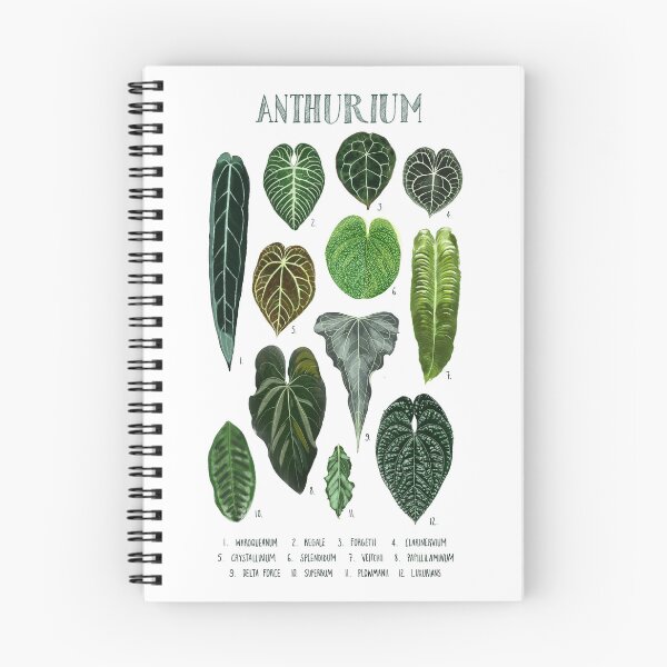 Item preview, Anthurium | Types of Anthurium | Plant Lover print designed and sold by meechu.