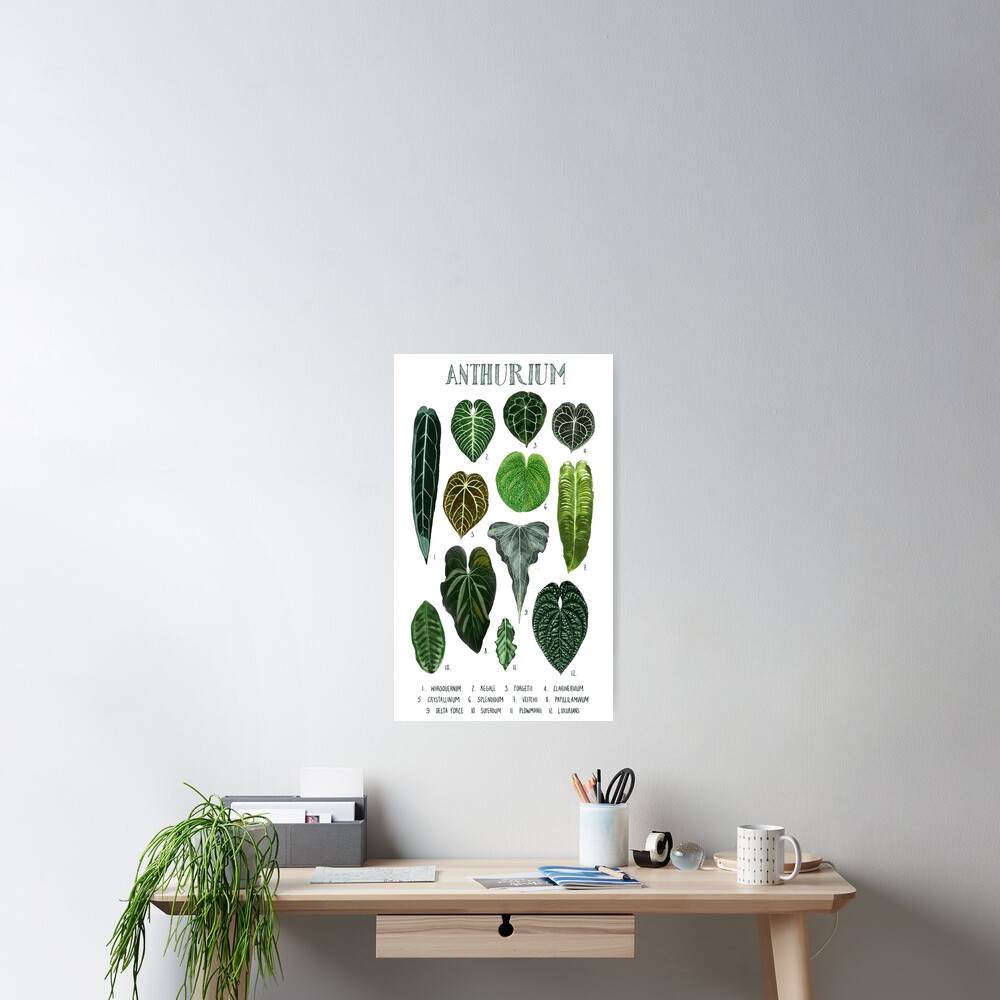 "Anthurium Types of Anthurium Plant Lover print" Poster for Sale by