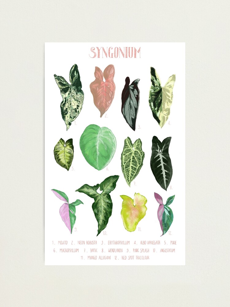 Syngonium Varieties Plant Identification Chart Digital, 41 OFF