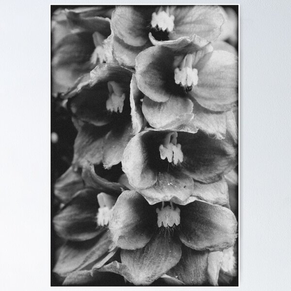 Item preview, Vintage flowers on a black and white film designed and sold by chiaravisuals.
