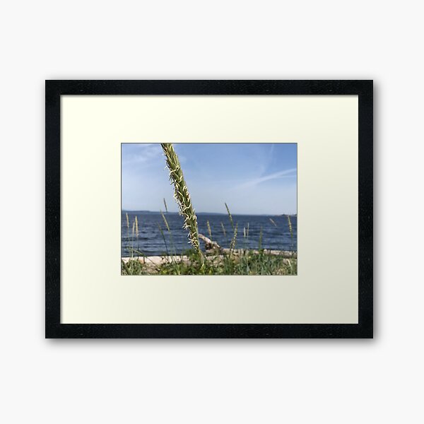 Grass in the wind Framed Art Print