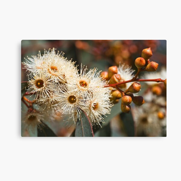 Item preview, Beautiful Spring Eucalyptus Flowers designed and sold by Joy Watson - Natural Light Photography .