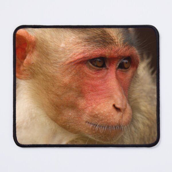 Item preview, Bonnet Macaque Monkey designed and sold by VgBingi.