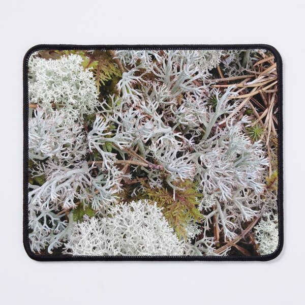 Item preview, Moss invites you to adventure into a fantasy world designed and sold by Raigitam.