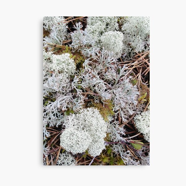Item preview, Moss invites you to adventure into a fantasy world designed and sold by Raigitam.