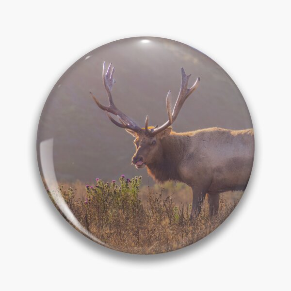 Item preview, Male Tule Elk, Antlers, Eating Flowers, California designed and sold by SafariByMarisa.