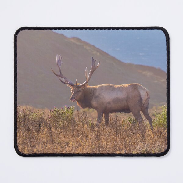 Item preview, Male Tule Elk, Antlers, Eating Flowers, California designed and sold by SafariByMarisa.