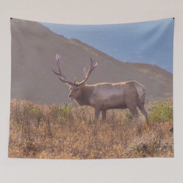 Item preview, Male Tule Elk, Antlers, Eating Flowers, California designed and sold by SafariByMarisa.