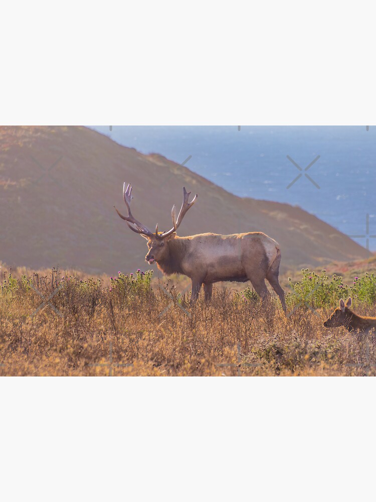 "Male Tule Elk, Antlers, Eating Flowers, California" Sticker for Sale