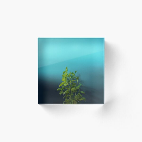 Shy and charming basil Acrylic Block