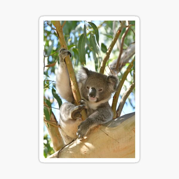 Koala relaxing in a gum tree Sticker