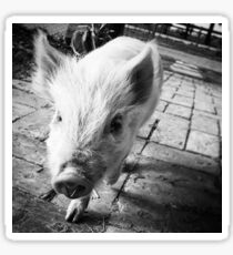 Cheeky the potbelly pig Sticker