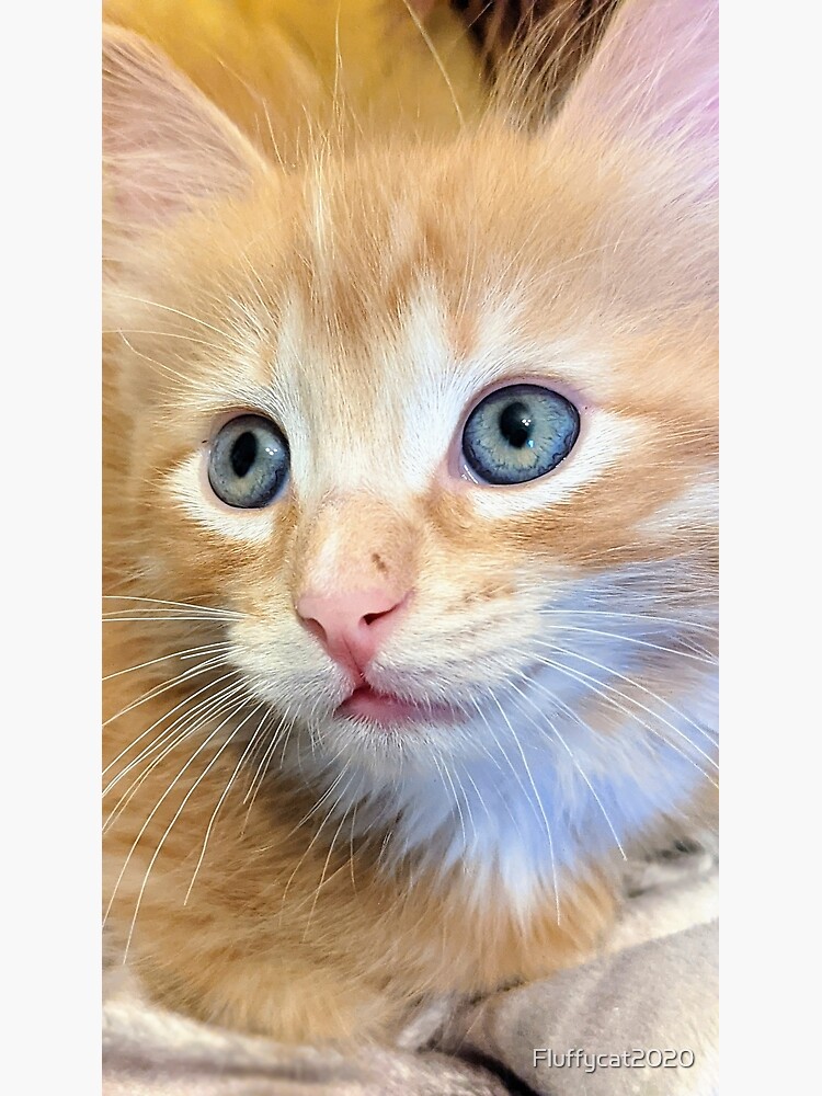 "Cute ginger tiger striped ragdoll Maine coon kitten" Poster for Sale