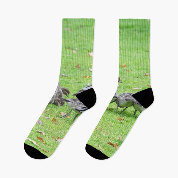 Item preview, Australian Wood Ducks Enjoying a walk in the park designed and sold by Steven Jodoin.