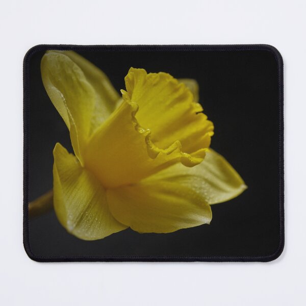 Item preview, Springtime Dafodil in Full Bloom designed and sold by Steven Jodoin.