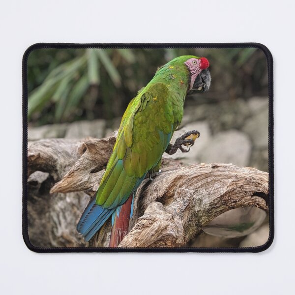 Item preview, Great Green Macaw designed and sold by GnarlyDingus.