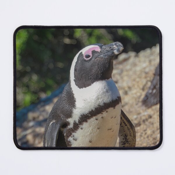 Item preview, South African Cape Penguin at Boulders Beach designed and sold by SafariByMarisa.
