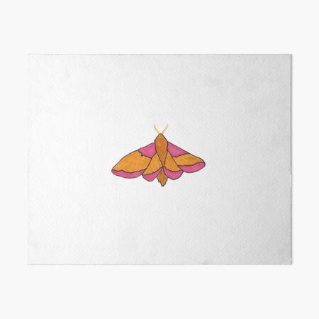 Rosy Maple Moth Art Board Print for Sale by ensdraws