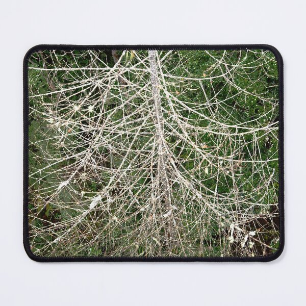 Item preview, Tahune Forest Natural Christmas Tree with 'fairy lights' designed and sold by imaginethis.