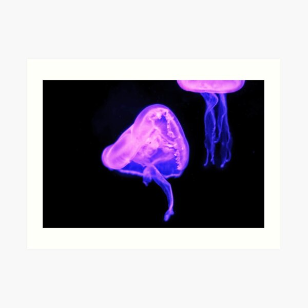 Moon jellyfish Art Print