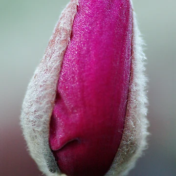 Artwork thumbnail, Emerging by Alison Howson