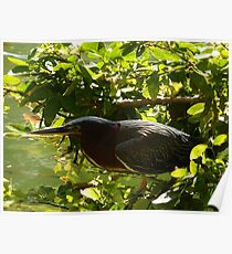 hunting bird - pájaro cazando Poster