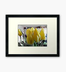 yellow tulips Framed Print