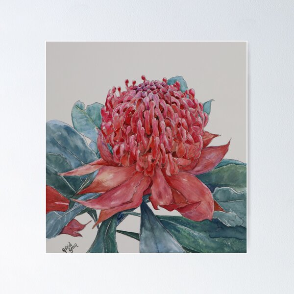 Item preview, Beautiful Waratah designed and sold by AstridGreen.