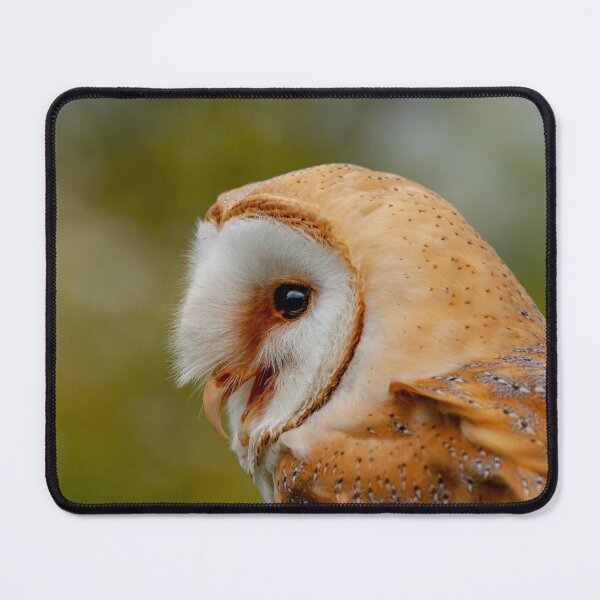 Item preview, Barn Owl Calling  designed and sold by Dalyndigital Photography.