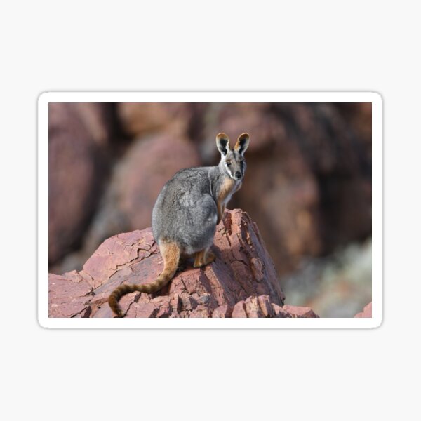 Yellow-footed Rock Wallaby 3 Sticker