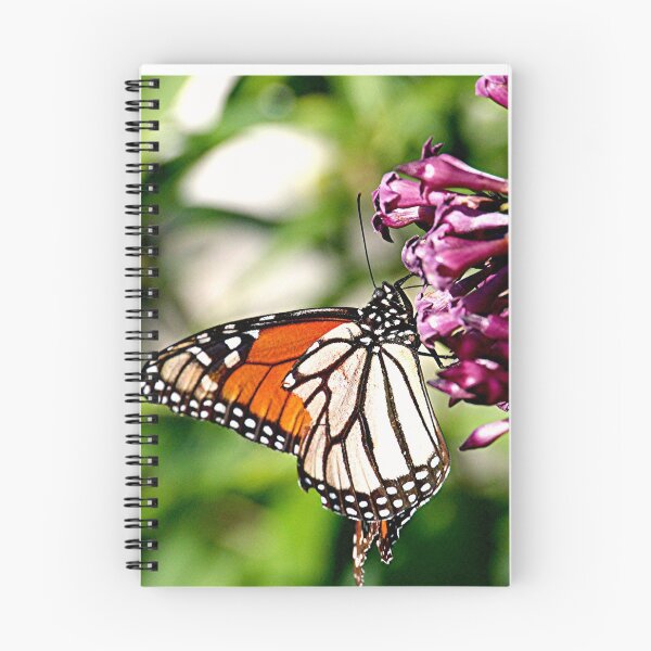 Item preview, Monarch on a pretty flower.......!! designed and sold by Roy  Massicks.