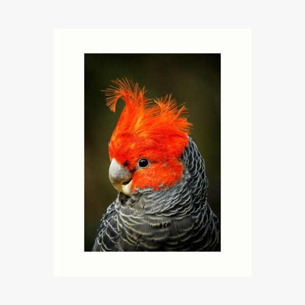 Item preview, Gang-gang Cockatoo (male) designed and sold by theleastone.