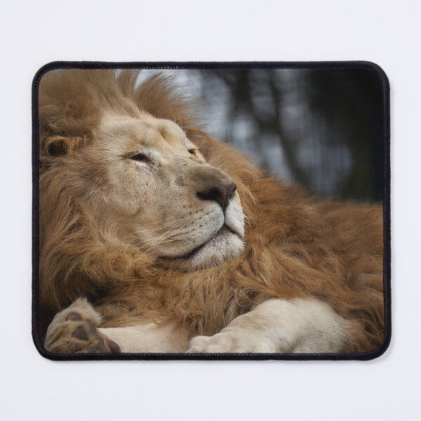 Item preview, Lion at Hunter Valley Zoo designed and sold by Mathew Courtney.