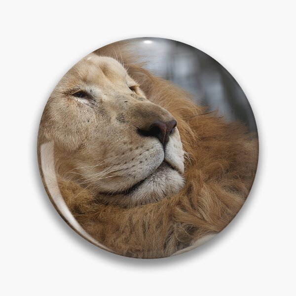 Item preview, Lion at Hunter Valley Zoo designed and sold by Mathew Courtney.