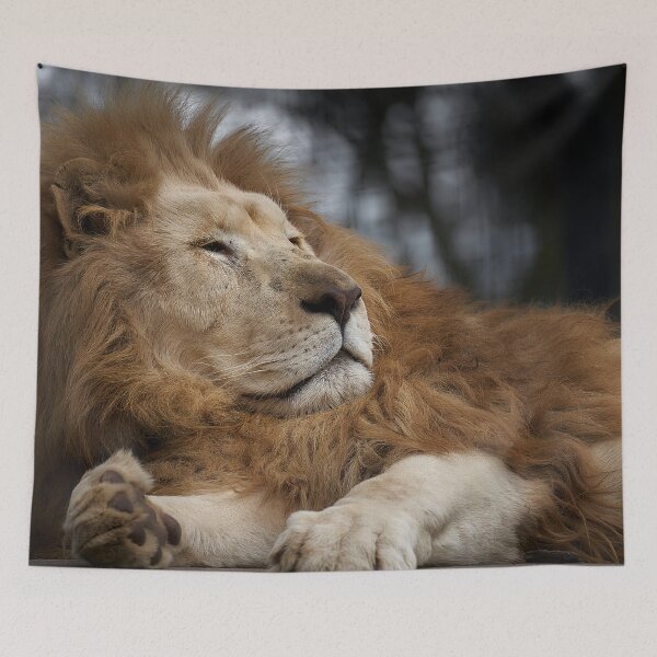 Item preview, Lion at Hunter Valley Zoo designed and sold by Mathew Courtney.