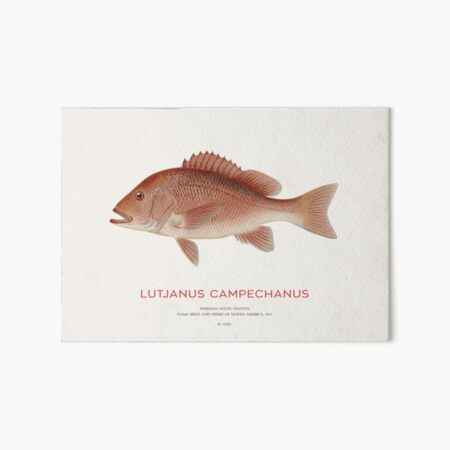 Red Snapper (Lutjanus campechanus)